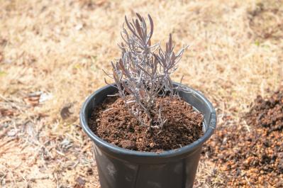 狭いスペースでも育てられる！【ラベンダーの鉢植え】根腐れ予防が成功のカギ（サムネイル画像17）