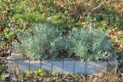 【ラベンダー】をレイズドベッドに植えつける方法を詳しく解説（サムネイル画像12）