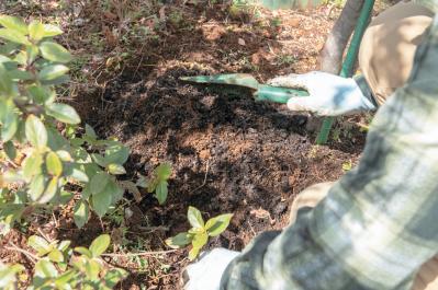 プロが伝授！【ラベンダー】栽培で失敗知らずの環境をつくるには？（サムネイル画像4）