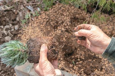 【ラベンダー】をレイズドベッドに植えつける方法を詳しく解説（サムネイル画像4）