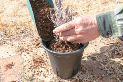 狭いスペースでも育てられる！【ラベンダーの鉢植え】根腐れ予防が成功のカギ（サムネイル画像8）