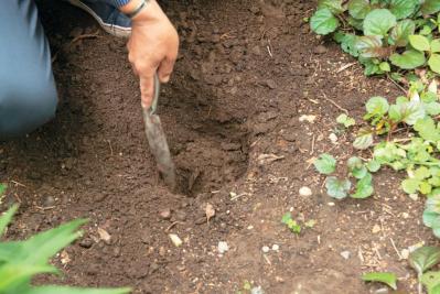 狭いスペースでも育てられる！【ラベンダーの鉢植え】根腐れ予防が成功のカギ（サムネイル画像18）