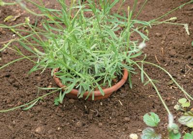 狭いスペースでも育てられる！【ラベンダーの鉢植え】根腐れ予防が成功のカギ（サムネイル画像19）
