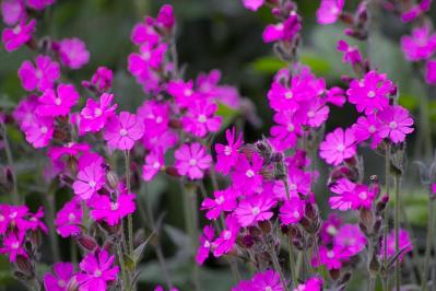 パンジーのあと、何を植える？毎年咲く、初夏を彩るやさしいピンクの花（宿根草）8選