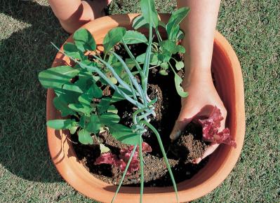 ベランダで始める【春のハーブ栽培入門】プランター・土・肥料の選び方、寄せ植えの方法は？（サムネイル画像12）