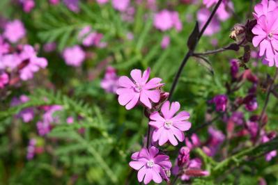 パンジーのあと、何を植える？毎年咲く、初夏を彩るやさしいピンクの花（宿根草）8選（サムネイル画像5）