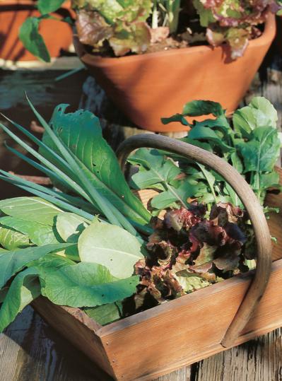ベランダで始める【春のハーブ栽培入門】プランター・土・肥料の選び方、寄せ植えの方法は？（サムネイル画像16）
