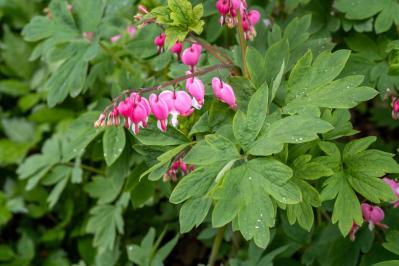 パンジーのあと、何を植える？毎年咲く、初夏を彩るやさしいピンクの花（宿根草）8選（サムネイル画像10）