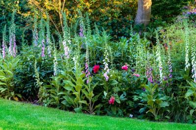 パンジーのあと、何を植える？毎年咲く、初夏を彩るやさしいピンクの花（宿根草）8選（サムネイル画像3）