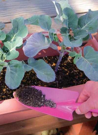ベランダで始める【春のハーブ栽培入門】プランター・土・肥料の選び方、寄せ植えの方法は？（サムネイル画像7）