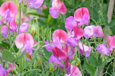 パンジーのあと、何を植える？毎年咲く、初夏を彩るやさしいピンクの花（宿根草）8選（サムネイル画像7）