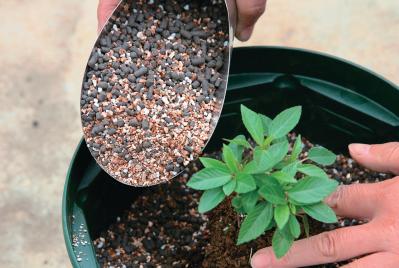 ベランダで始める【春のハーブ栽培入門】プランター・土・肥料の選び方、寄せ植えの方法は？（サムネイル画像5）