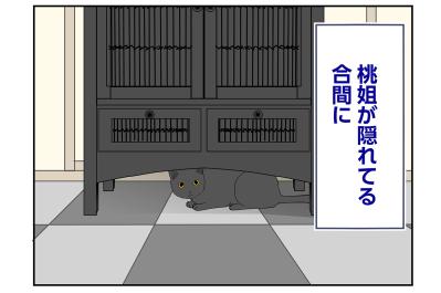 【マンガ・老猫日誌＃78】桃姐はいじめにあっていた？〜思い出の老猫日誌・桃姐と小論