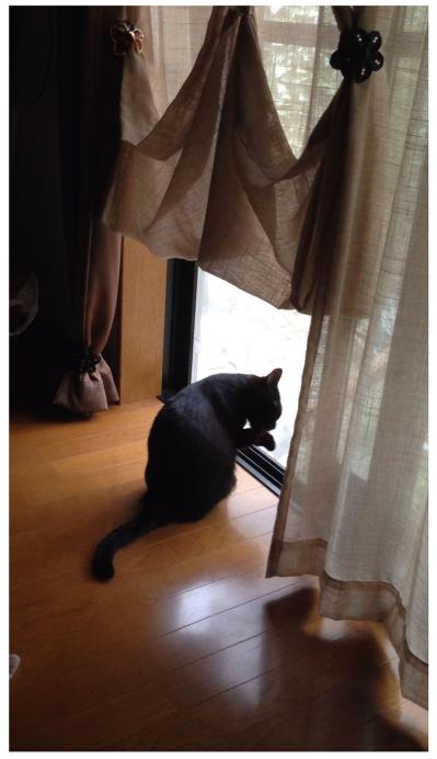 【マンガ・老猫日誌＃80】桃姐がなついていたのは？〜思い出の老猫日誌・桃姐と小論（サムネイル画像3）