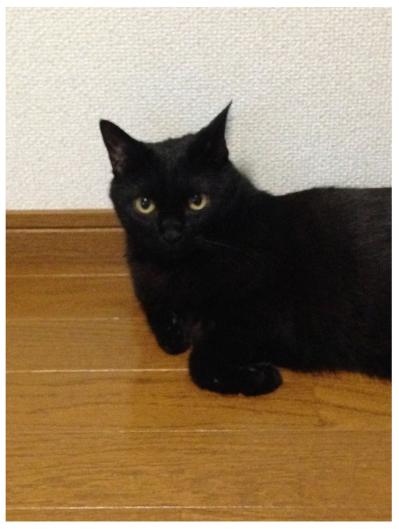 【マンガ・老猫日誌＃79】保護先での桃姐の様子〜思い出の老猫日誌・桃姐と小論（サムネイル画像3）