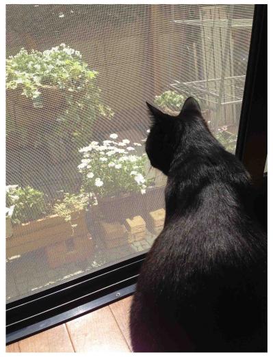 【マンガ・老猫日誌＃82】桃姐の過去を聞かなかったワケ〜思い出の老猫日誌・桃姐と小論（サムネイル画像3）