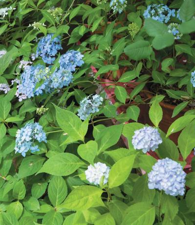 【個人庭訪問】バラ200株から70株に。現在はアジサイ40株が存在感を放つ埼玉・鈴木明美さんの庭（サムネイル画像4）