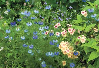 埼玉県鴻巣市・鈴木明美さんの庭へ。タネまき30種以上【バラと草花】があふれる5月の景色（サムネイル画像4）
