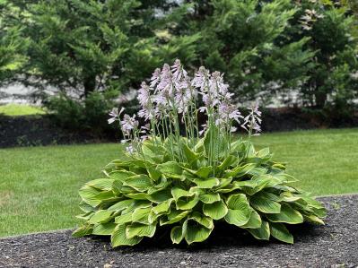 植えっぱなしで毎年きれい！ギボウシ（ホスタ）で庭が見違える理由と人気5選［多年草］（サムネイル画像7）