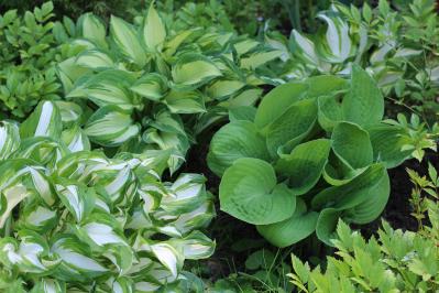 植えっぱなしで毎年きれい！ギボウシ（ホスタ）で庭が見違える理由と人気5選［多年草］（サムネイル画像）