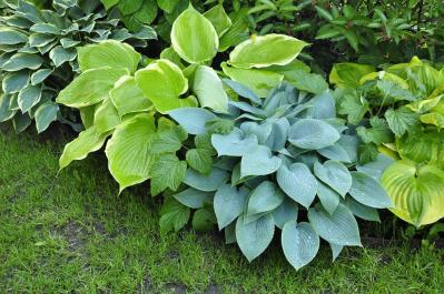 植えっぱなしで毎年きれい！ギボウシ（ホスタ）で庭が見違える理由と人気5選［多年草］（サムネイル画像6）