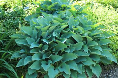 植えっぱなしで毎年きれい！ギボウシ（ホスタ）で庭が見違える理由と人気5選［多年草］（サムネイル画像13）