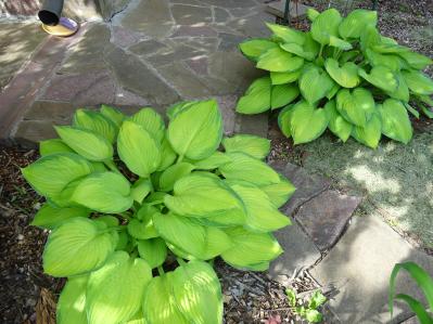 植えっぱなしで毎年きれい！ギボウシ（ホスタ）で庭が見違える理由と人気5選［多年草］（サムネイル画像10）