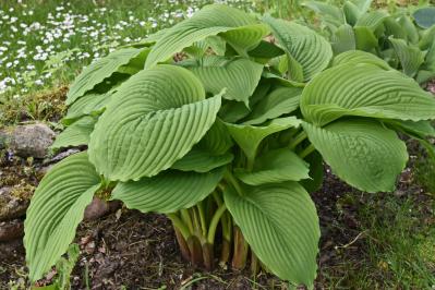 植えっぱなしで毎年きれい！ギボウシ（ホスタ）で庭が見違える理由と人気5選［多年草］（サムネイル画像12）