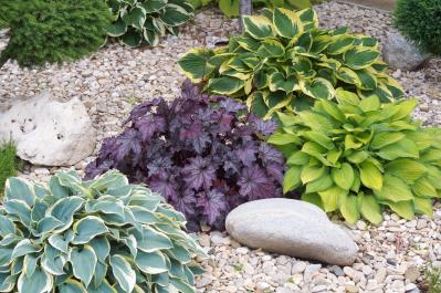 植えっぱなしで毎年きれい！ギボウシ（ホスタ）で庭が見違える理由と人気5選［多年草］（サムネイル画像9）