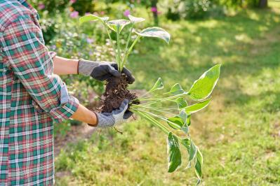 植えっぱなしで毎年きれい！ギボウシ（ホスタ）で庭が見違える理由と人気5選［多年草］（サムネイル画像16）