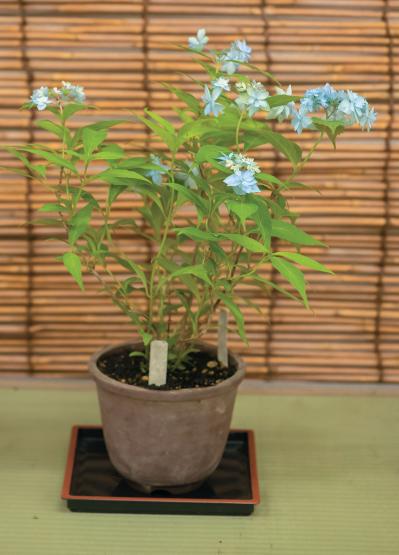 鉢仕立てで楽しむ【ブルーのヤマアジサイ】6選：池の蝶・芥川絞り・美人紫など自生種の魅力（サムネイル画像7）
