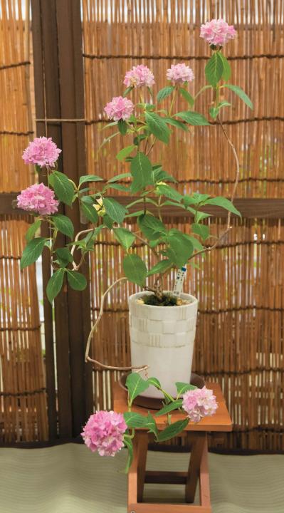 鉢で楽しむ【ヤマアジサイ】（ピンク・白）名品6種。趣がさらに増す仕立て方とは？（サムネイル画像6）