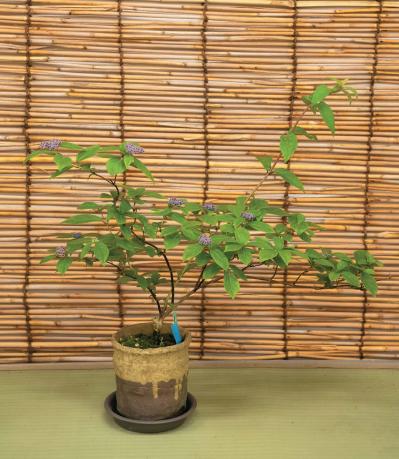 鉢で楽しむ【ヤマアジサイ】（ピンク・白）名品6種。趣がさらに増す仕立て方とは？（サムネイル画像10）