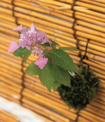 鉢で楽しむ【ヤマアジサイ】（ピンク・白）名品6種。趣がさらに増す仕立て方とは？（サムネイル画像15）