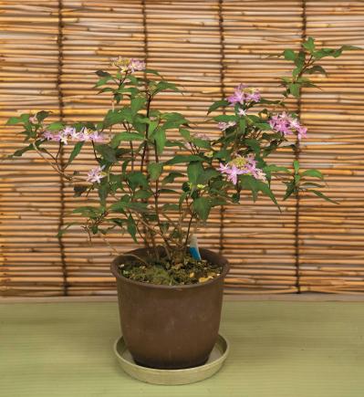 鉢で楽しむ【ヤマアジサイ】（ピンク・白）名品6種。趣がさらに増す仕立て方とは？（サムネイル画像2）