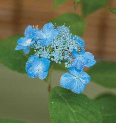 鉢仕立てで楽しむ【ブルーのヤマアジサイ】6選：池の蝶・芥川絞り・美人紫など自生種の魅力（サムネイル画像4）