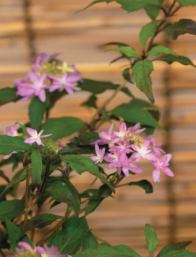 鉢で楽しむ【ヤマアジサイ】（ピンク・白）名品6種。趣がさらに増す仕立て方とは？（サムネイル画像3）