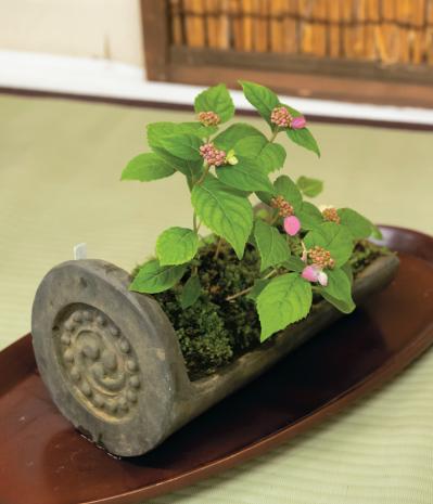 鉢で楽しむ【ヤマアジサイ】（ピンク・白）名品6種。趣がさらに増す仕立て方とは？（サムネイル画像16）