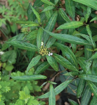 花期がずれるからロングランで楽しめる【ヤマアジサイ×園芸アジサイ】の庭実例。管理のコツは？（サムネイル画像14）