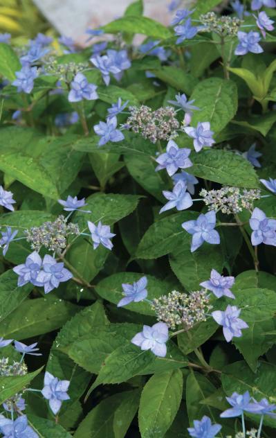花期がずれるからロングランで楽しめる【ヤマアジサイ×園芸アジサイ】の庭実例。管理のコツは？（サムネイル画像3）