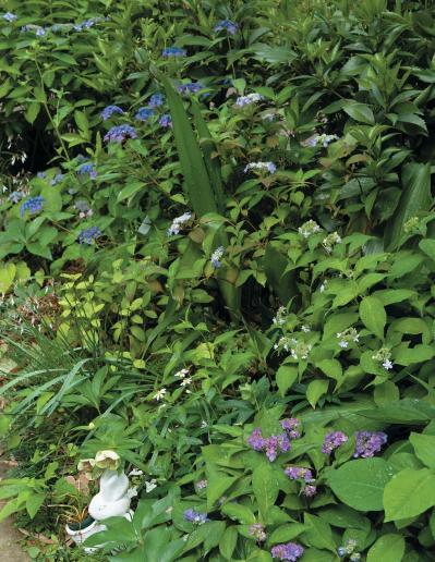 花期がずれるからロングランで楽しめる【ヤマアジサイ×園芸アジサイ】の庭実例。管理のコツは？（サムネイル画像8）