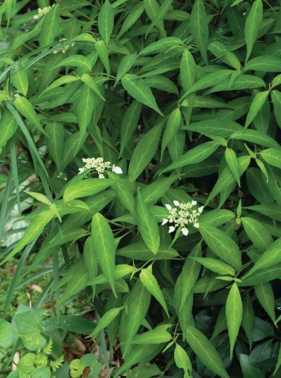 花期がずれるからロングランで楽しめる【ヤマアジサイ×園芸アジサイ】の庭実例。管理のコツは？（サムネイル画像13）