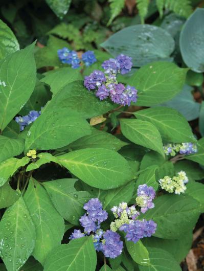 花期がずれるからロングランで楽しめる【ヤマアジサイ×園芸アジサイ】の庭実例。管理のコツは？（サムネイル画像12）