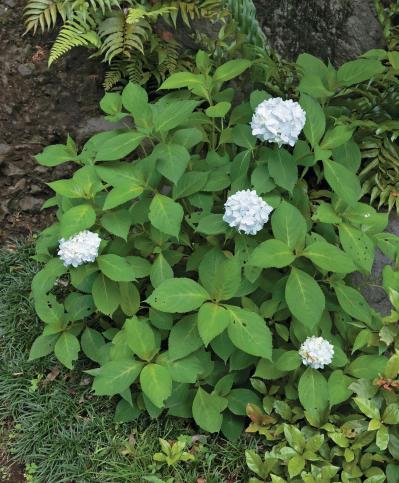 花期がずれるからロングランで楽しめる【ヤマアジサイ×園芸アジサイ】の庭実例。管理のコツは？（サムネイル画像5）