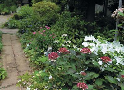 花期がずれるからロングランで楽しめる【ヤマアジサイ×園芸アジサイ】の庭実例。管理のコツは？（サムネイル画像7）