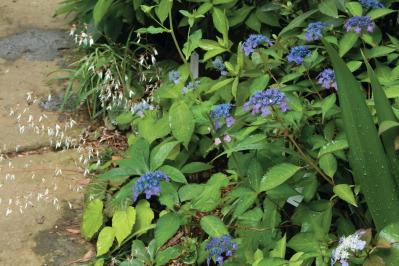 花期がずれるからロングランで楽しめる【ヤマアジサイ×園芸アジサイ】の庭実例。管理のコツは？（サムネイル画像）