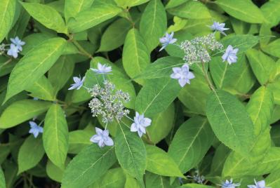 花期がずれるからロングランで楽しめる【ヤマアジサイ×園芸アジサイ】の庭実例。管理のコツは？（サムネイル画像15）