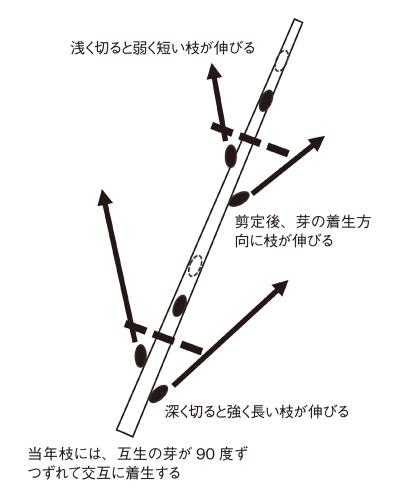 【ガーデニングQ&A】サルスベリの幹、枝はどの位置で剪定すればよい？ 適期は？（サムネイル画像2）