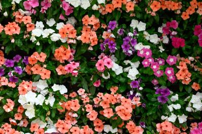 チューリップのあと、すぐ植えよう。初夏〜夏まで長く咲く一年草8選【ジニア・マリーゴールドほか】（サムネイル画像8）