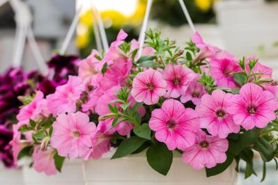 チューリップのあと、すぐ植えよう。初夏〜夏まで長く咲く一年草8選【ジニア・マリーゴールドほか】（サムネイル画像4）